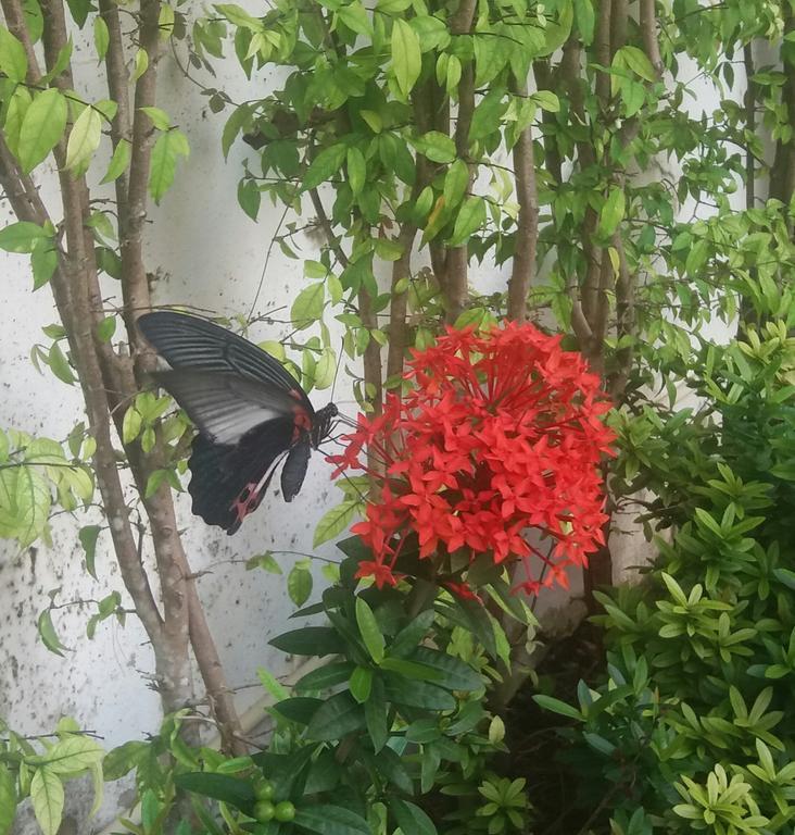 Green House Phuket Pa Khlok Экстерьер фото